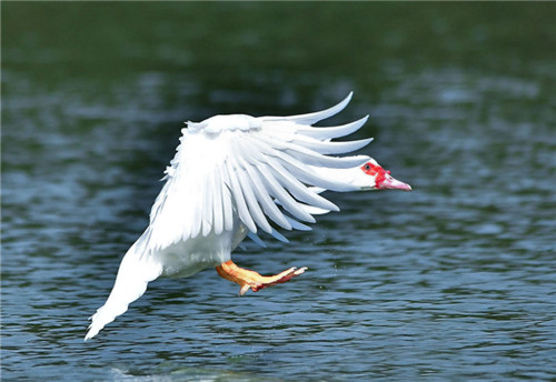 阳新屯鸟：特殊的水土养育特异的珍禽。